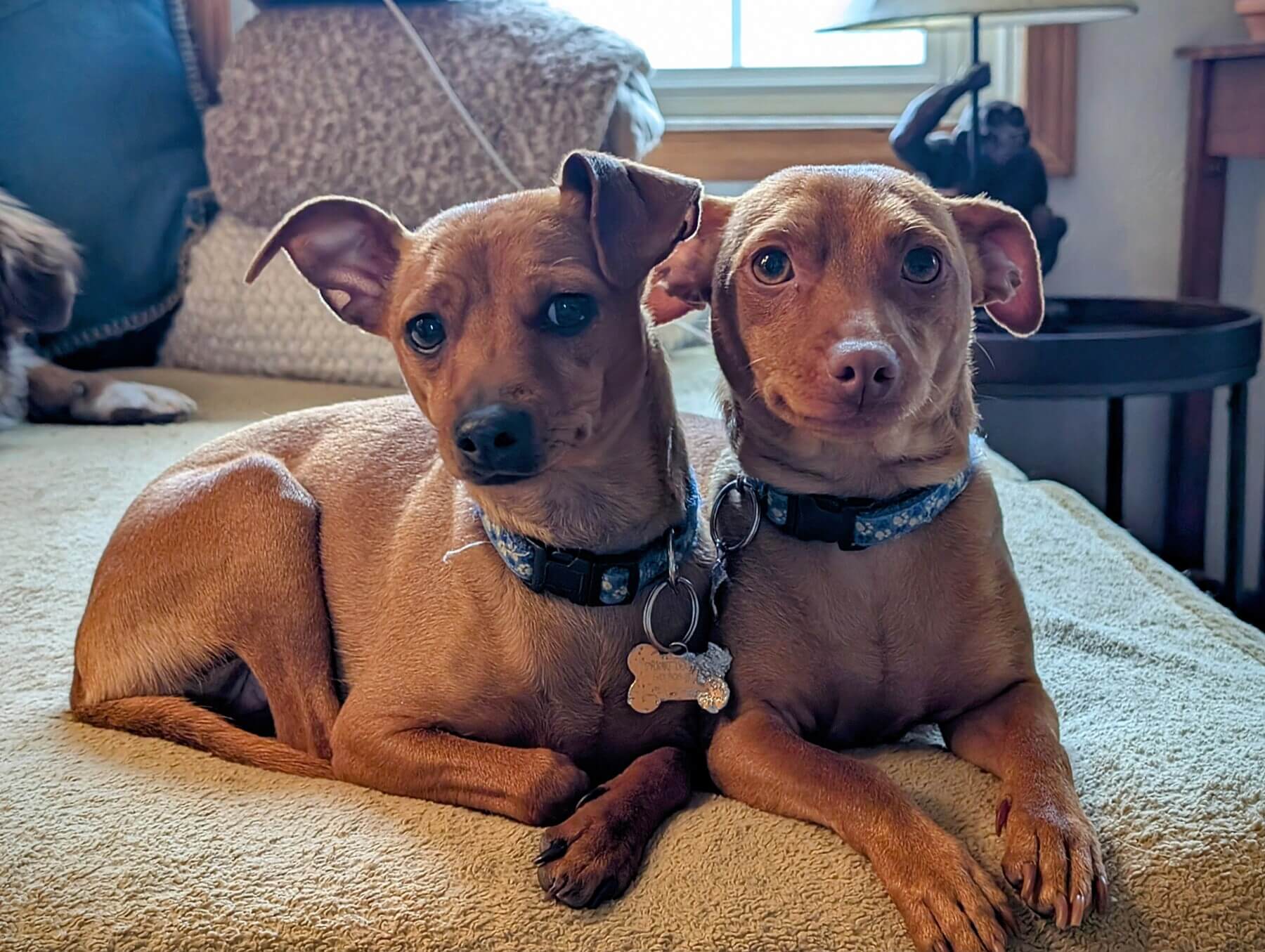 best pet sitter in penticton