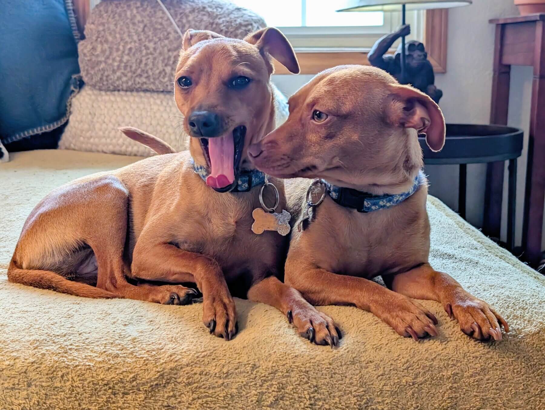 penticton pet sitting reviews