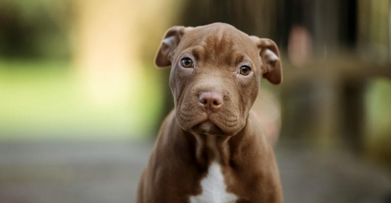 pittbull dog sit penticton bc