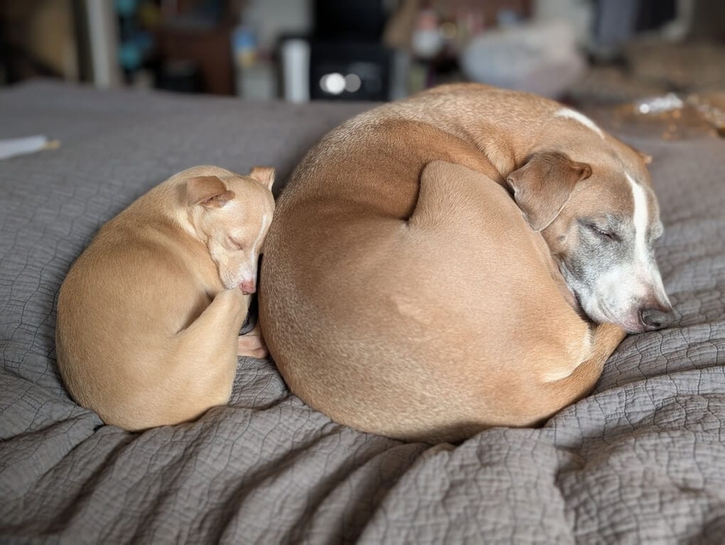 house dogs at penticton pet sitting