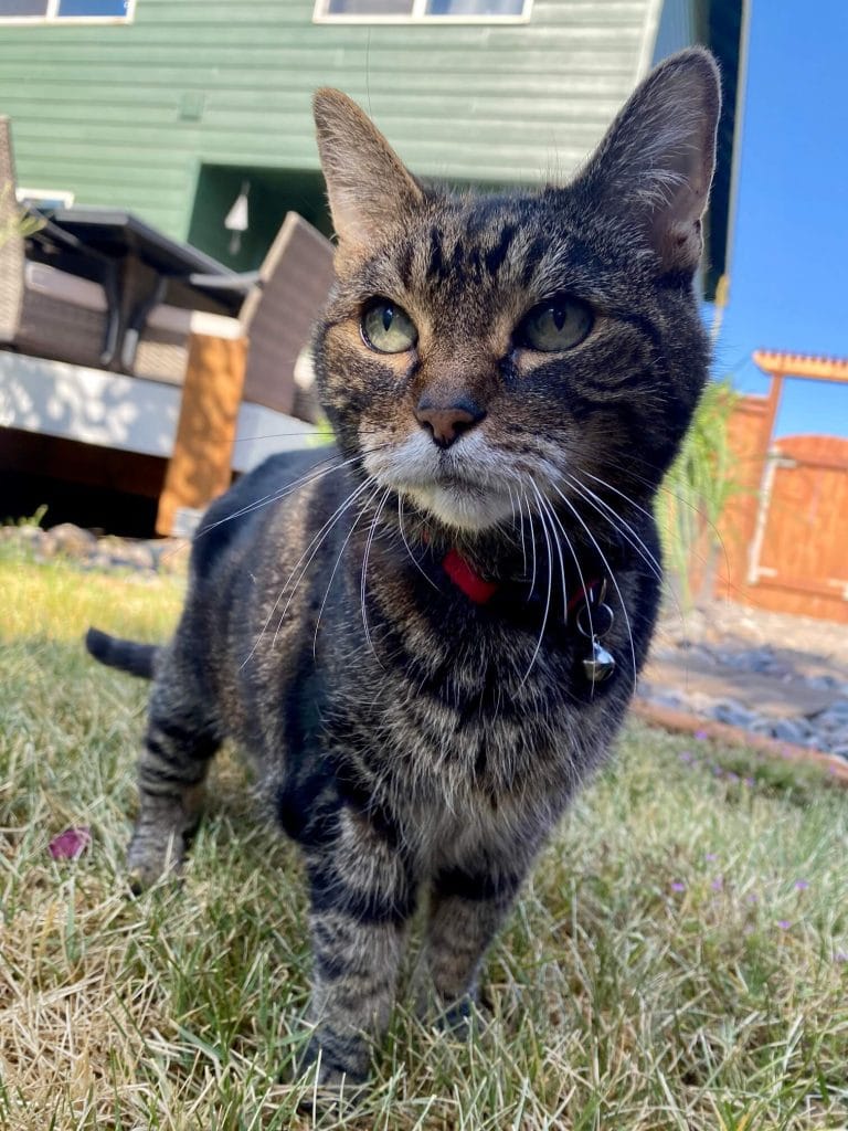 cat photographer penticton