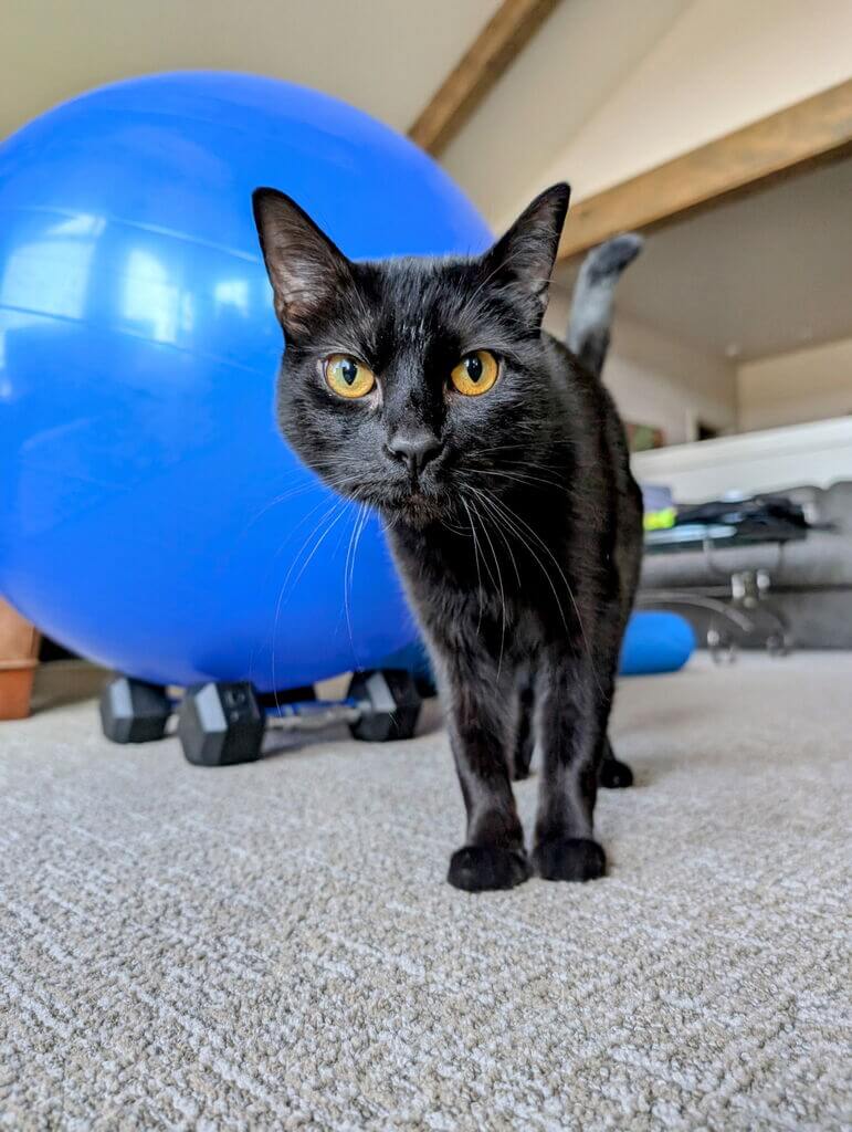 best penticton cat sitter